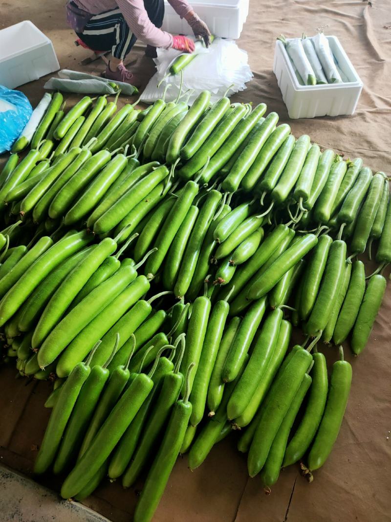 山东精品瓠子瓜蒲瓜，大量供应，一手货源，品质保证