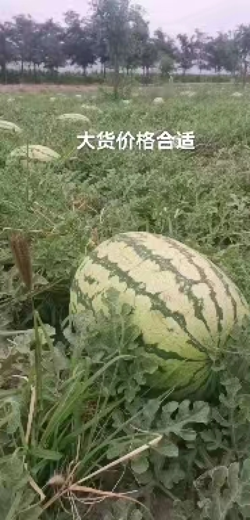 美都无籽西瓜皮薄脆甜对接全国批发采购