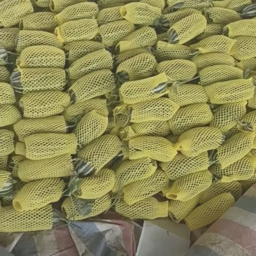 博洋系列