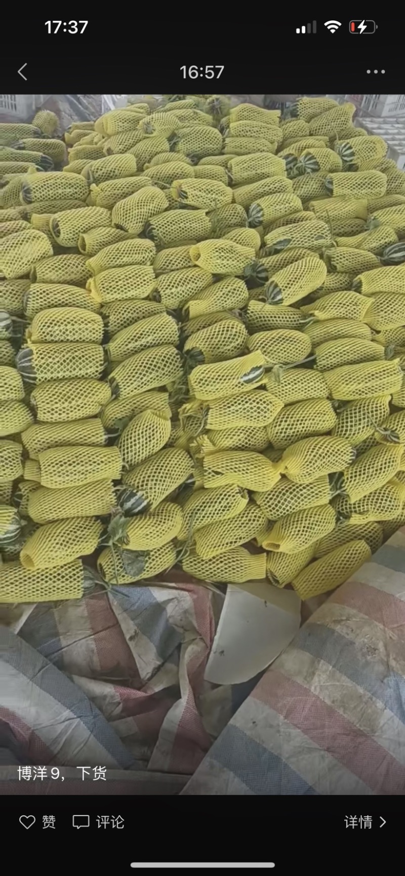 博洋系列
