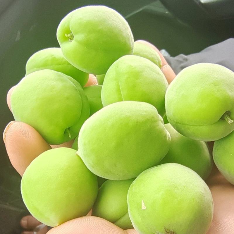 青梅.梅子大量上市.有需要老板提前预定可代发全国