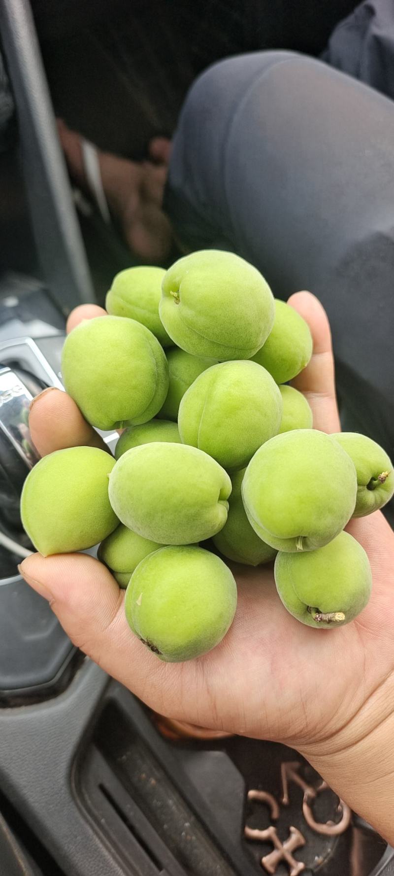 青梅.梅子大量上市.有需要老板提前预定可代发全国
