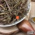 云南野生中药材老鹳草五叶草老贯草老鹳嘴500g包