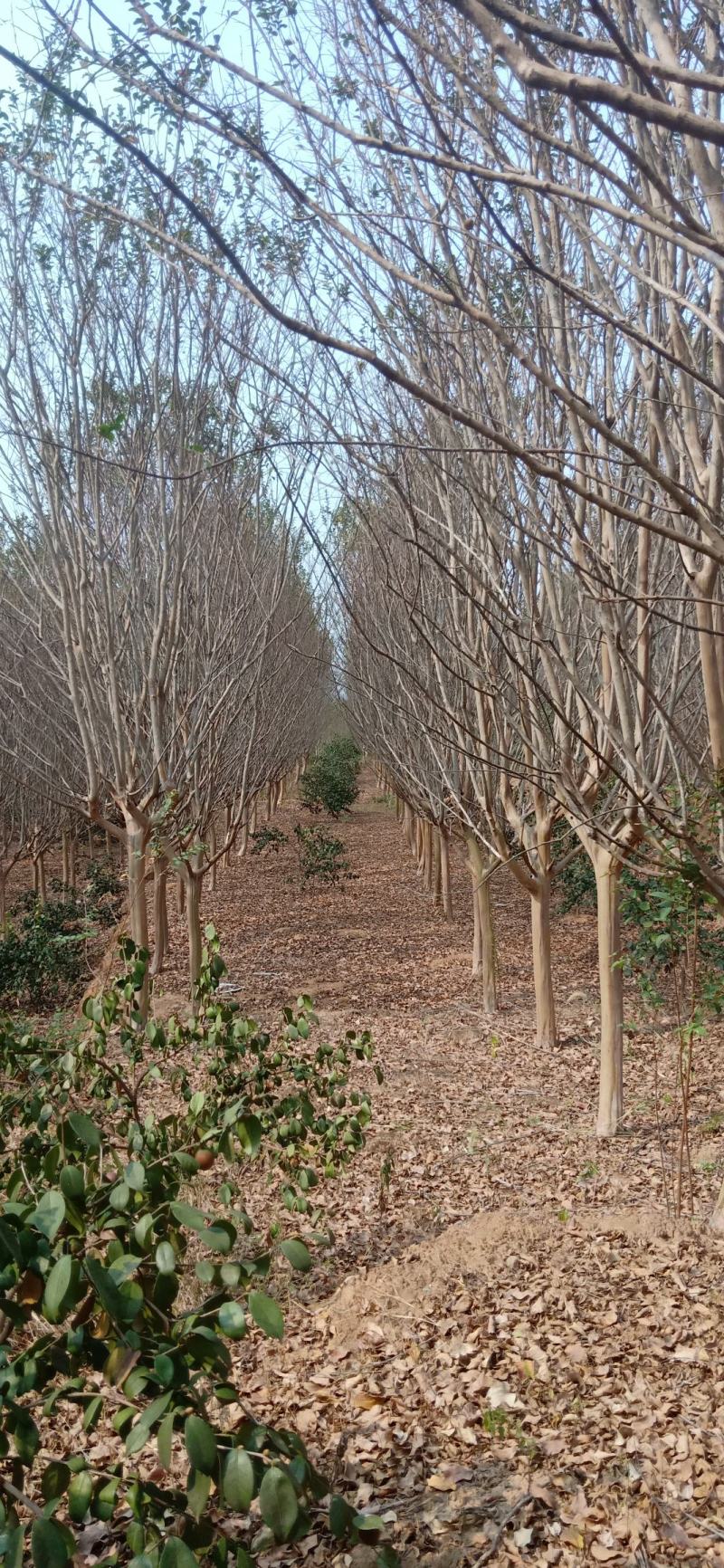 紫薇树基地直供大量有货价格优惠欢迎致电