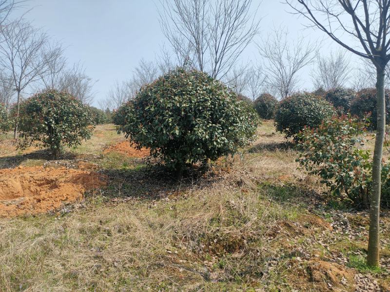 红叶石楠球。精品红叶石楠大量供应2-3.5米冠红叶石楠球