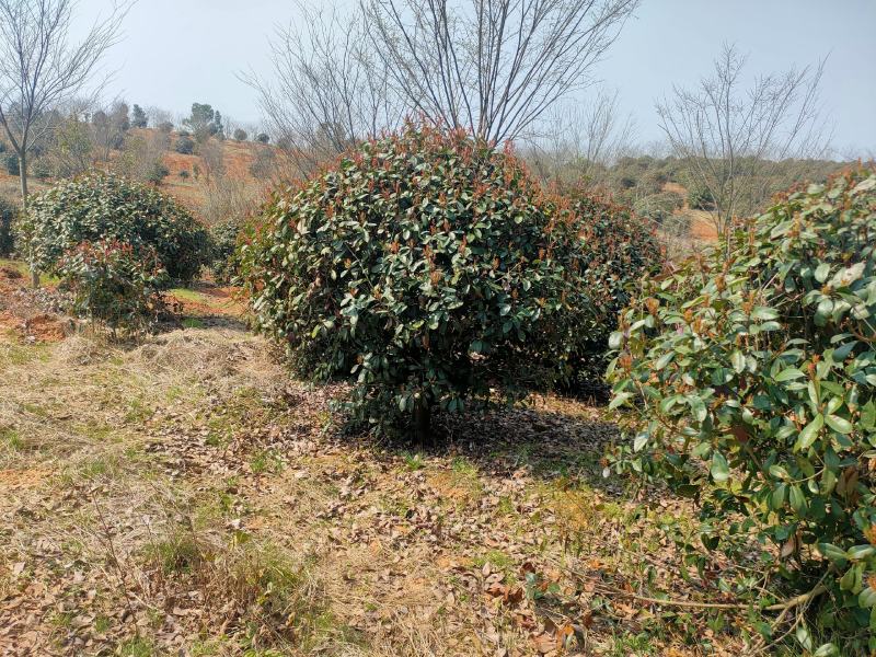 红叶石楠球。精品红叶石楠大量供应2-3.5米冠红叶石楠球