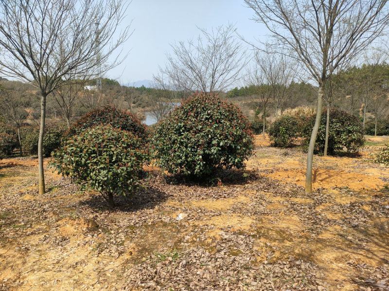 红叶石楠球。精品红叶石楠大量供应2-3.5米冠红叶石楠球