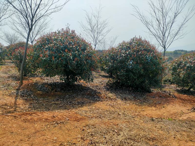 红叶石楠球。精品红叶石楠大量供应2-3.5米冠红叶石楠球