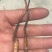 青海那曲冬虫夏草礼盒装3000高海拔虫草