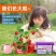 小花农种植小盆栽观察盒植物种子小学生花卉园艺蔬菜草莓种植