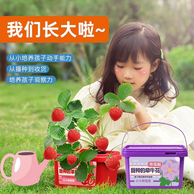 小花农种植小盆栽观察盒植物种子小学生花卉园艺蔬菜草莓种植
