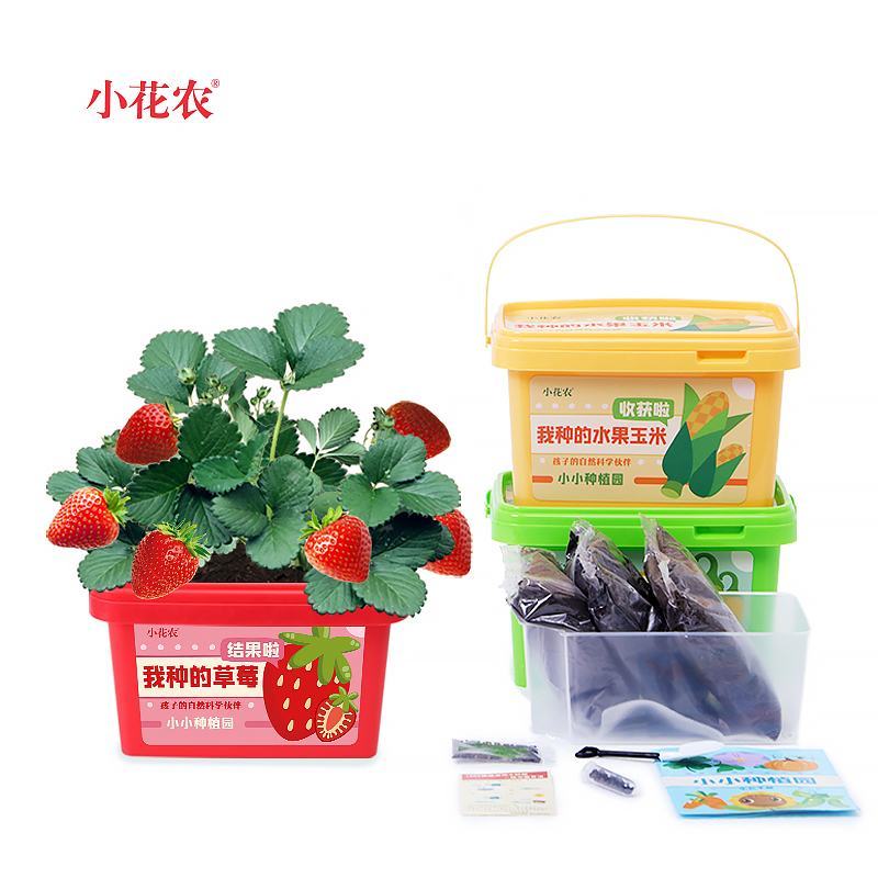 小花农种植小盆栽观察盒植物种子小学生花卉园艺蔬菜草莓种植