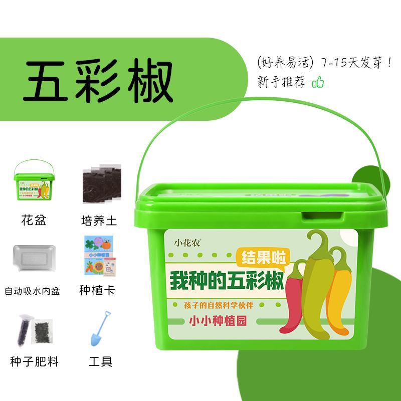 小花农种植小盆栽观察盒植物种子小学生花卉园艺蔬菜草莓种植