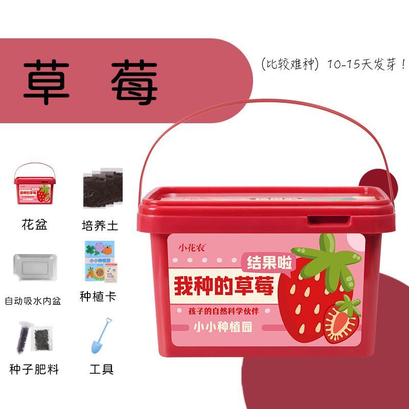 小花农种植小盆栽观察盒植物种子小学生花卉园艺蔬菜草莓种植