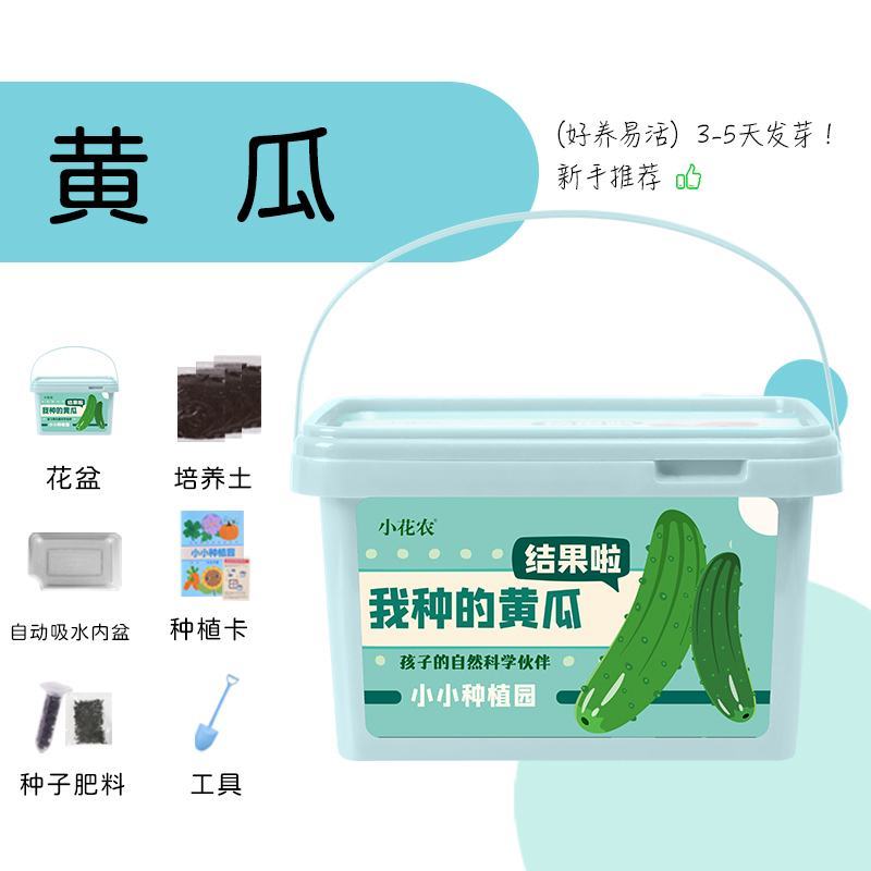 小花农种植小盆栽观察盒植物种子小学生花卉园艺蔬菜草莓种植