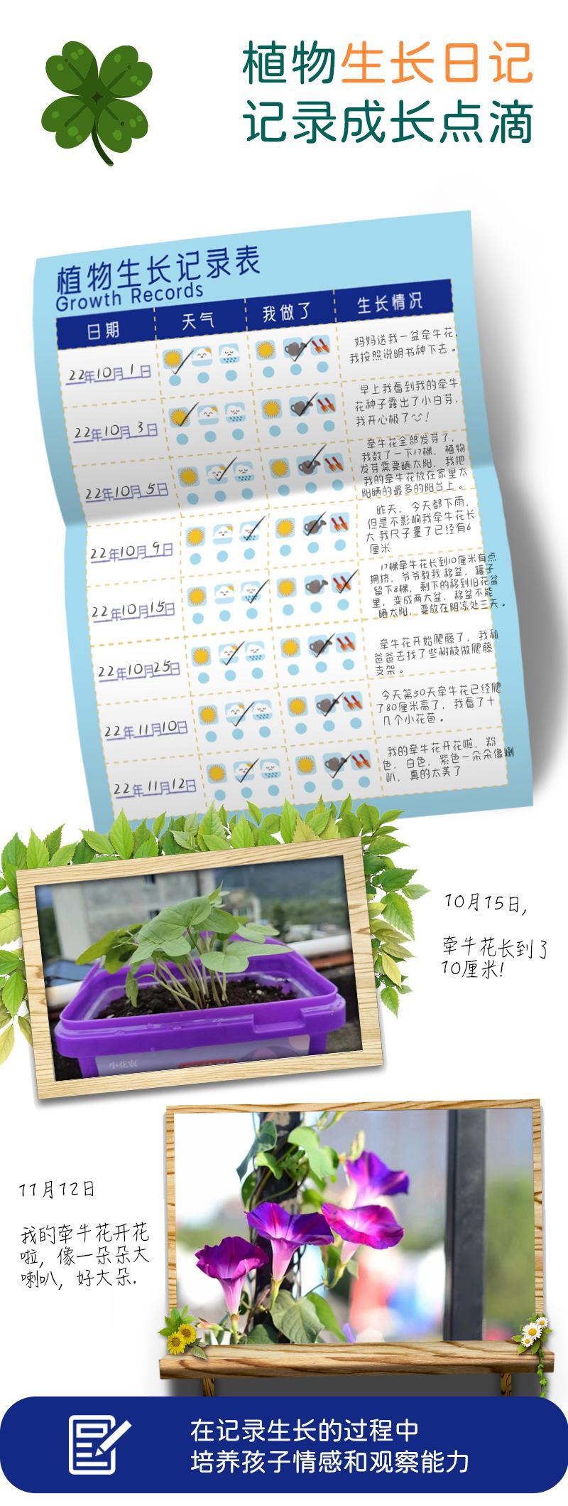 小花农种植小盆栽观察盒植物种子小学生花卉园艺蔬菜草莓种植