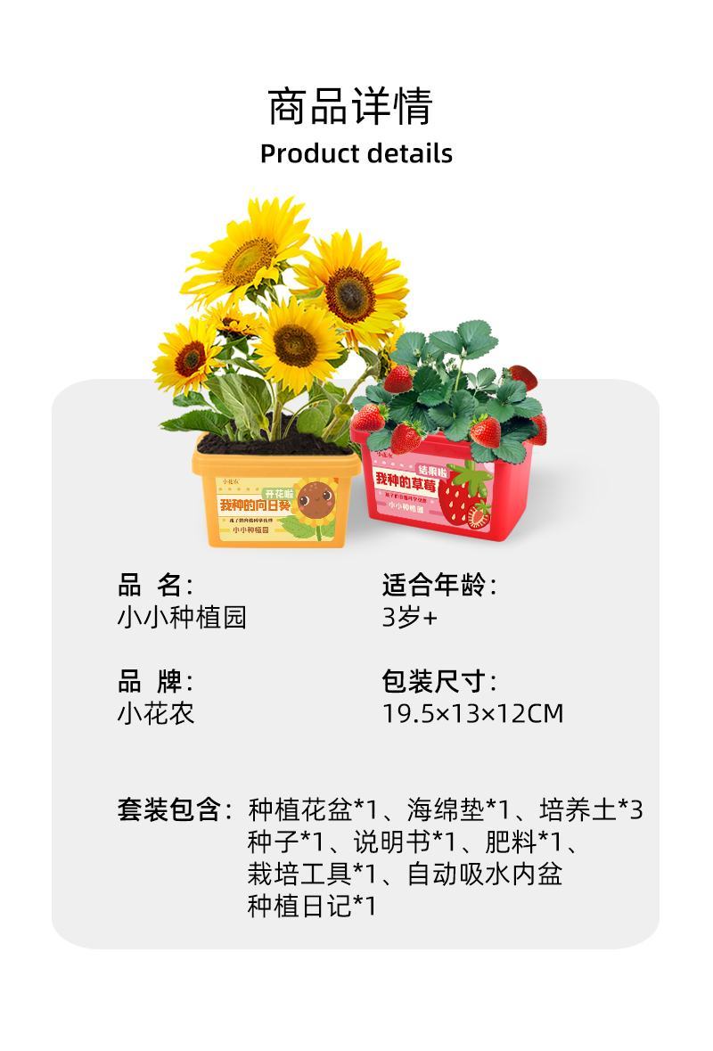 小花农种植小盆栽观察盒植物种子小学生花卉园艺蔬菜草莓种植