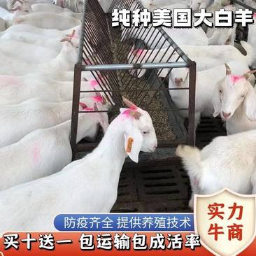美国大白羊大量出售保质保量支持视频一对一挑选提供养殖技术