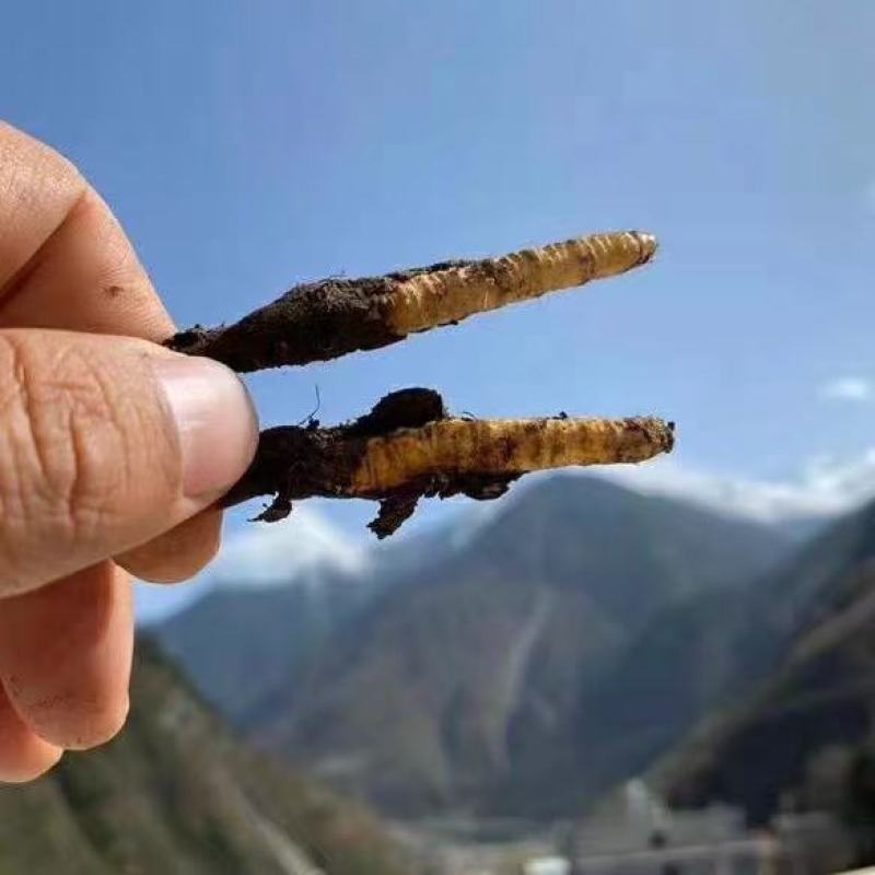 青海那曲冬虫夏草礼盒装3000高海拔虫草