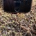 青海那曲冬虫夏草礼盒装3000高海拔虫草