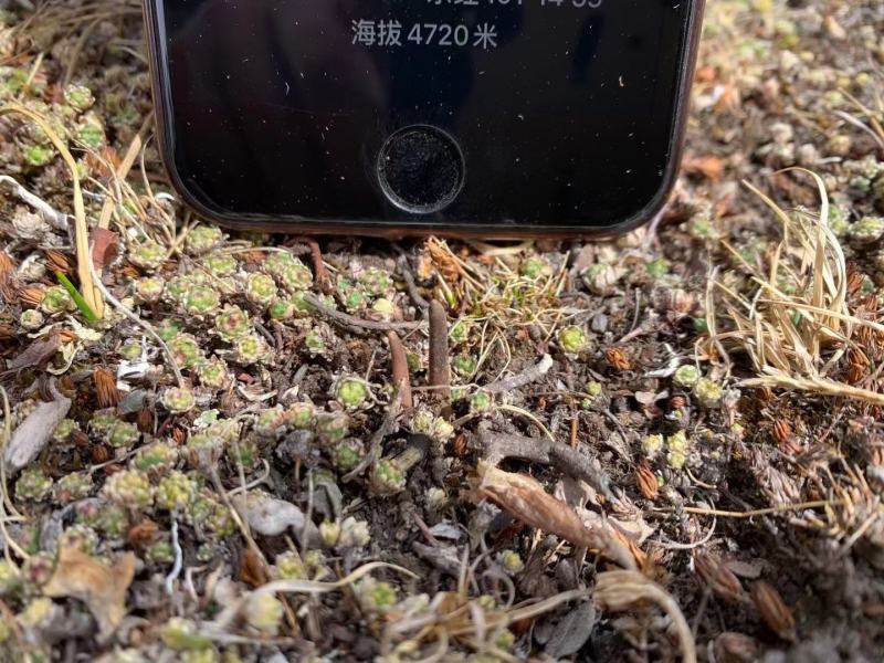 青海那曲冬虫夏草礼盒装3000高海拔虫草