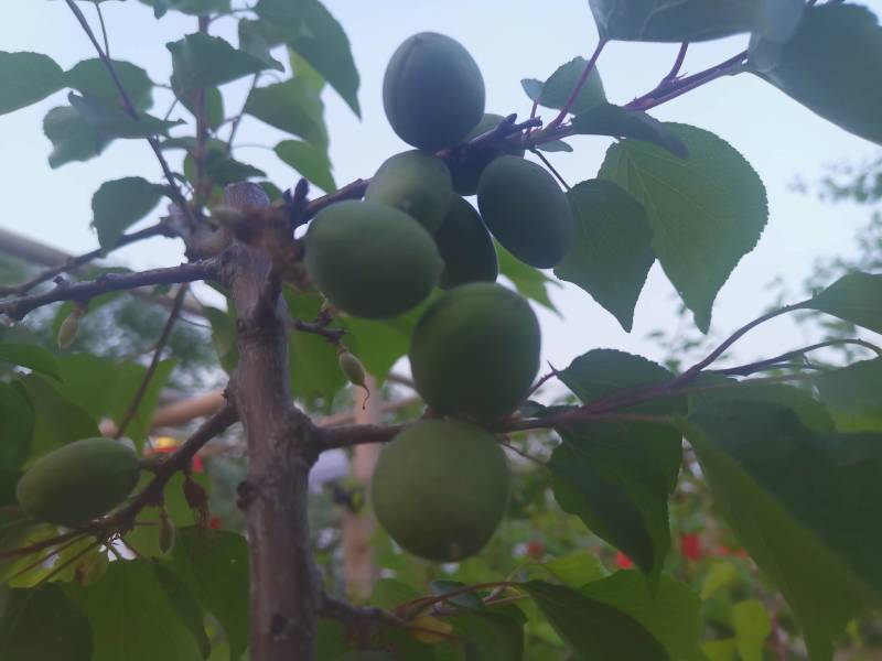 吊干杏