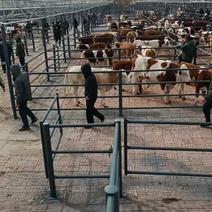贵州铜仁肉牛繁育基地，牛犊价格美丽质量保证对接全国