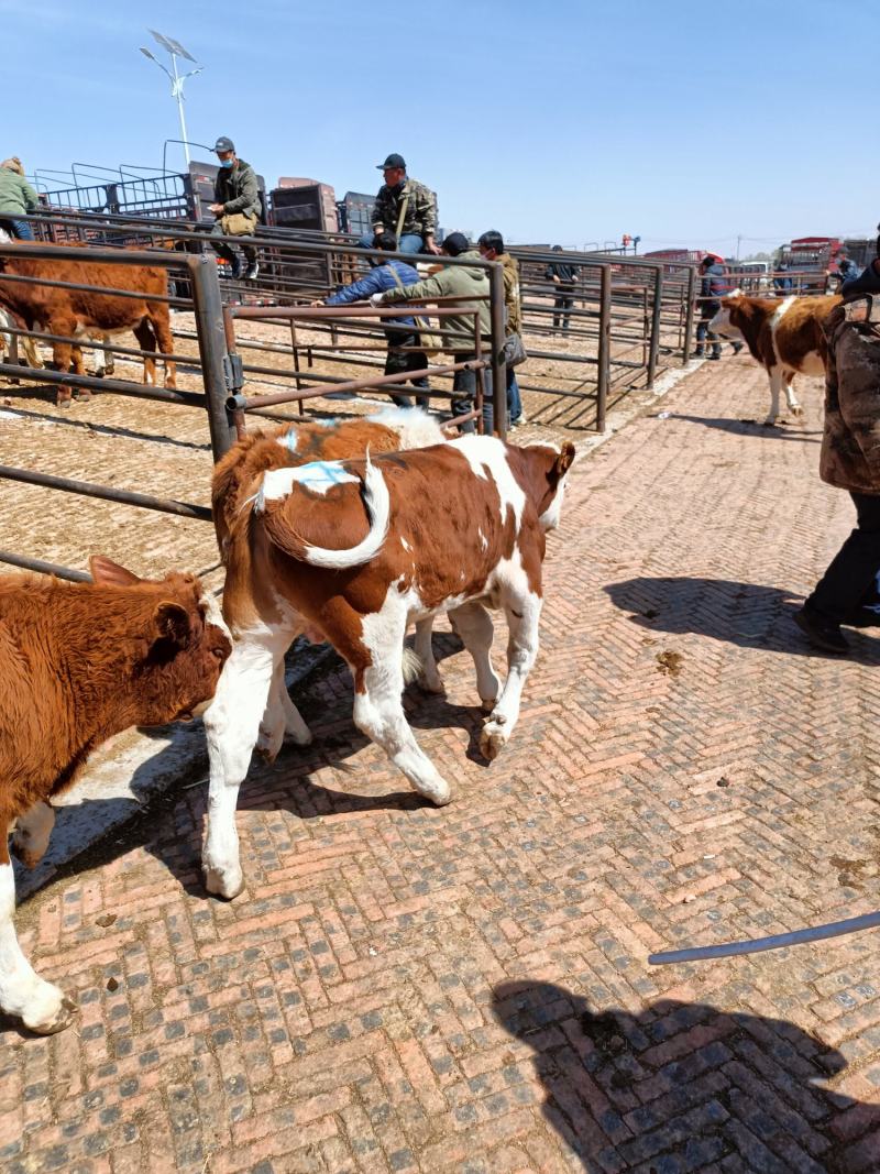 贵州铜仁肉牛繁育基地，牛犊价格美丽质量保证对接全国