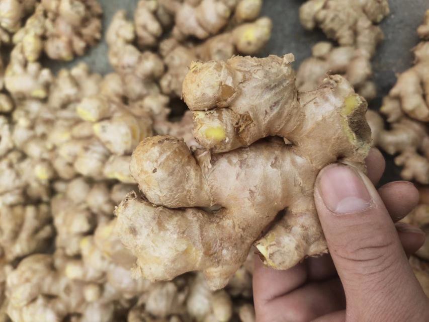 展示姜黄与老姜的外观对比,左侧为老姜,右侧为姜黄 姜黄与老姜对比图