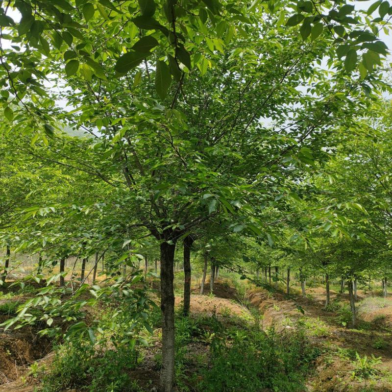 染井吉野，早樱。高杆樱花。大量供应1-20公分樱花