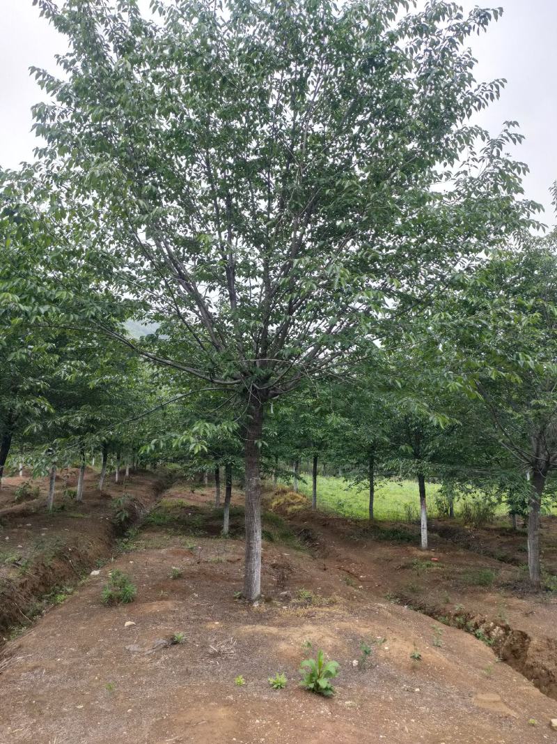 染井吉野，早樱。高杆樱花。大量供应1-20公分樱花