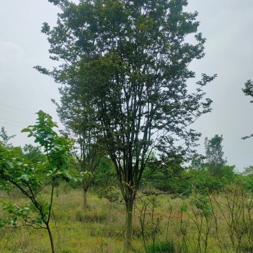 【基地直供】紫薇树，紫薇苗1-18公分精品紫薇。江西紫薇