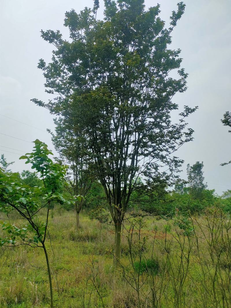 【基地直供】紫薇树，紫薇苗1-18公分精品紫薇。江西紫薇