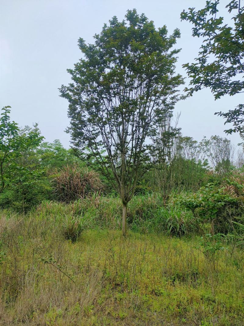 【基地直供】紫薇树，紫薇苗1-18公分精品紫薇。江西紫薇