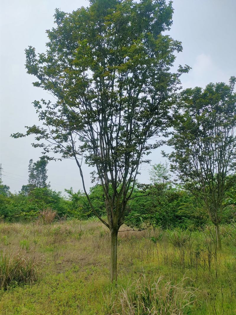 【基地直供】紫薇树，紫薇苗1-18公分精品紫薇。江西紫薇