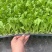 生菜苗结球生菜球生菜苗提供技术支持1