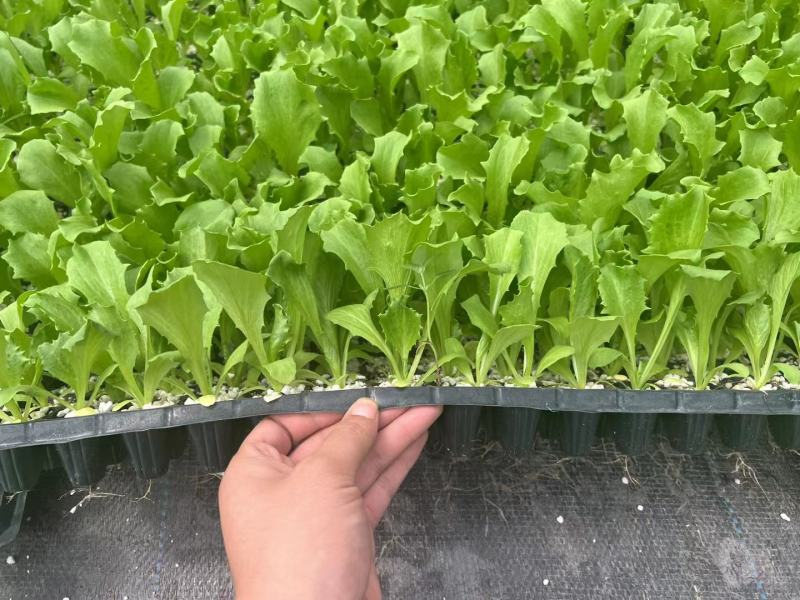 生菜苗结球生菜球生菜苗提供技术支持1