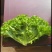 生菜苗结球生菜球生菜苗提供技术支持1
