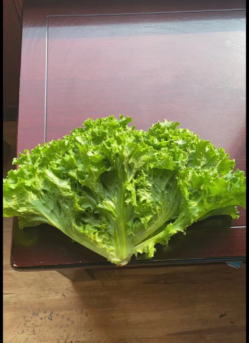 生菜苗结球生菜球生菜苗提供技术支持1