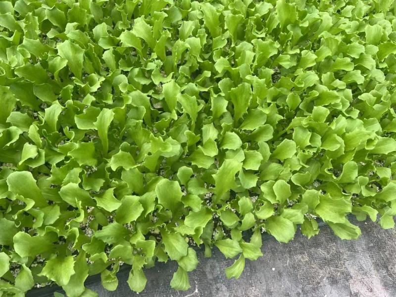生菜苗结球生菜球生菜苗提供技术支持1