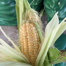 【可视频】玉米全国发货量大从优产地咨询