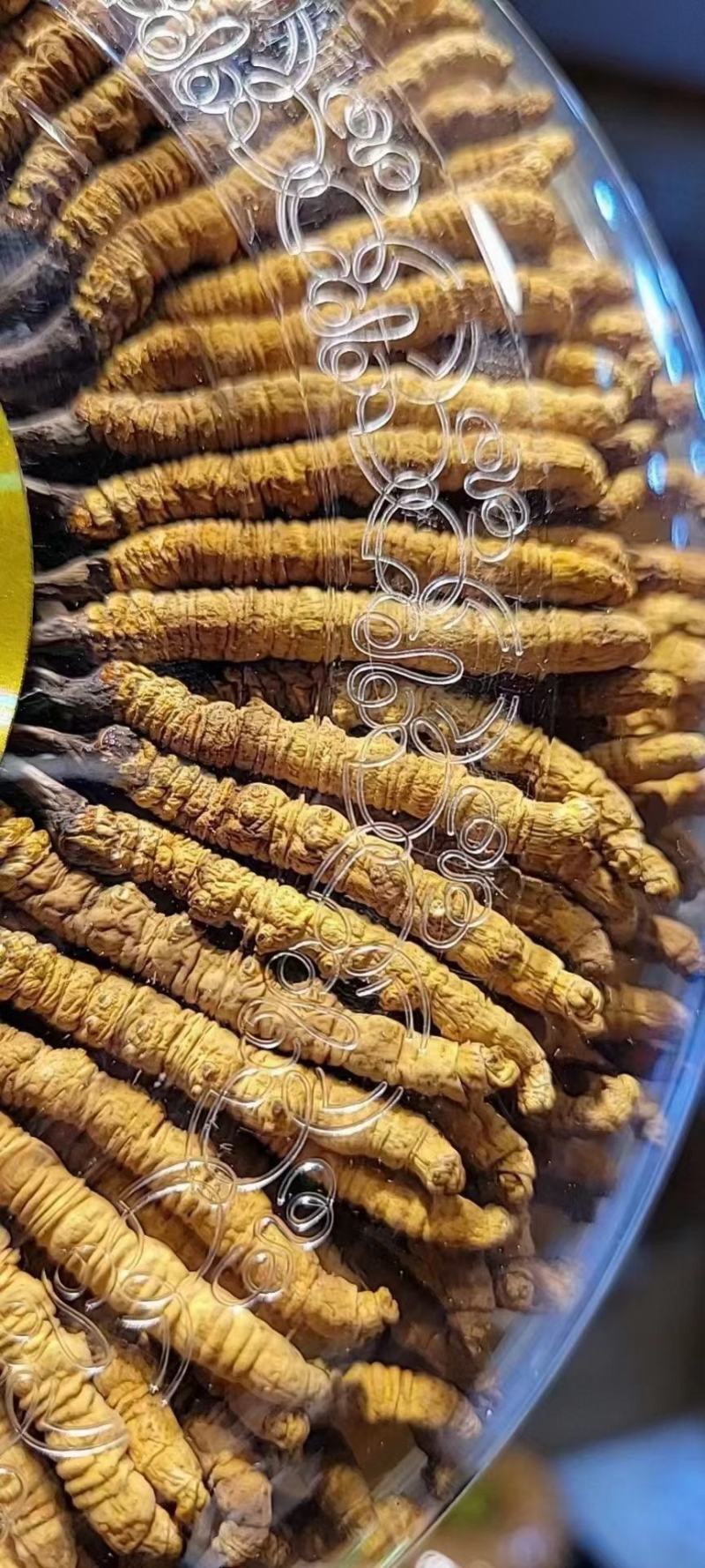 冬虫夏草