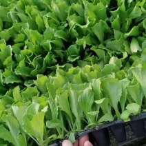 生菜苗结球生菜球生菜苗提供技术支持1