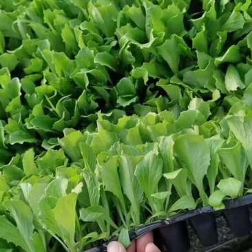 生菜苗结球生菜球生菜苗提供技术支持1