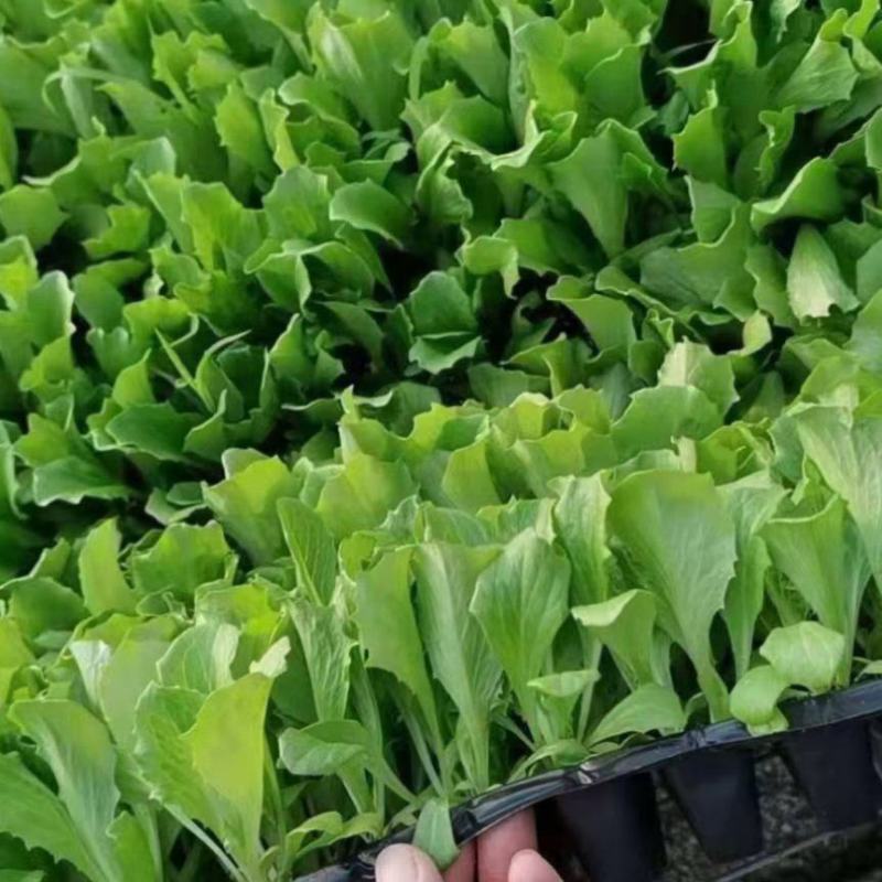 生菜苗结球生菜球生菜苗提供技术支持1
