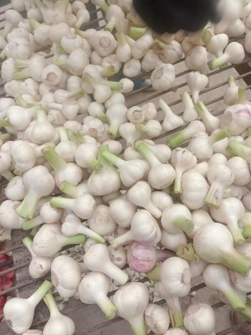 精品扒皮蒜正式开始上市，一手货源，代发全国