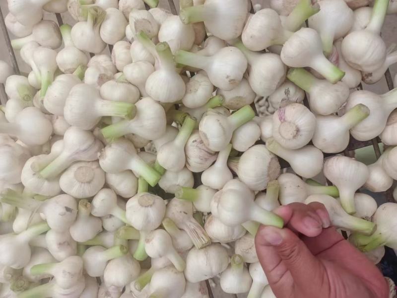 精品扒皮蒜正式开始上市，一手货源，代发全国