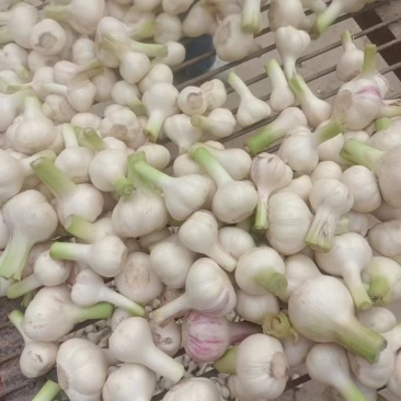 精品扒皮蒜正式开始上市，一手货源，代发全国