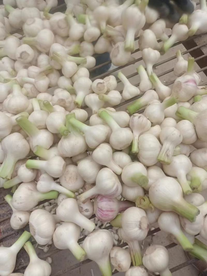 精品扒皮蒜正式开始上市，一手货源，代发全国