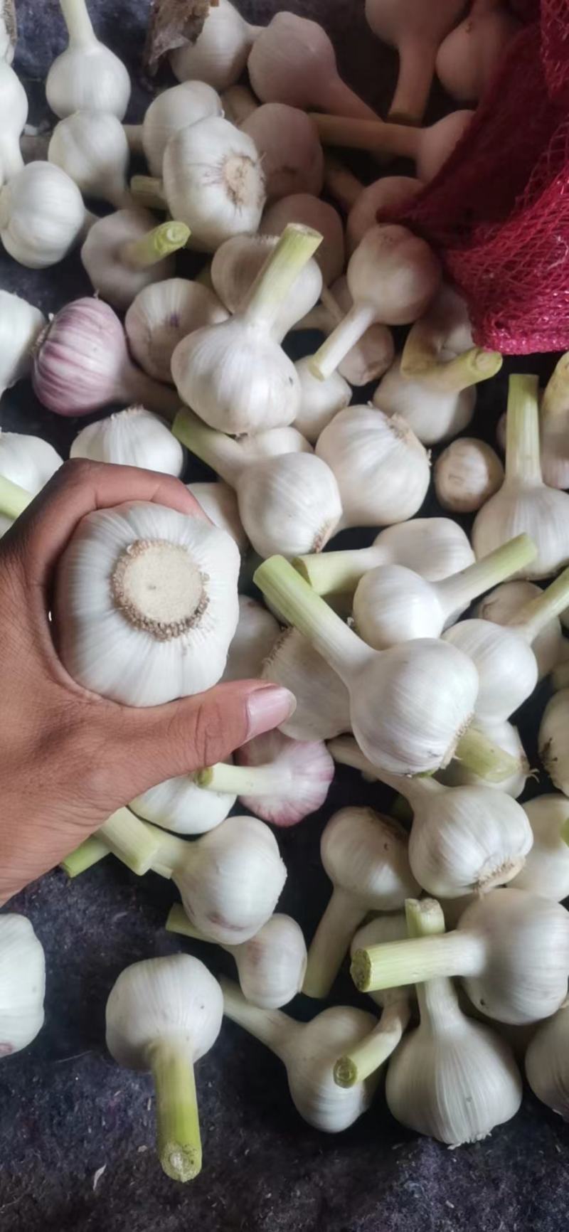精品扒皮蒜正式开始上市，一手货源，代发全国
